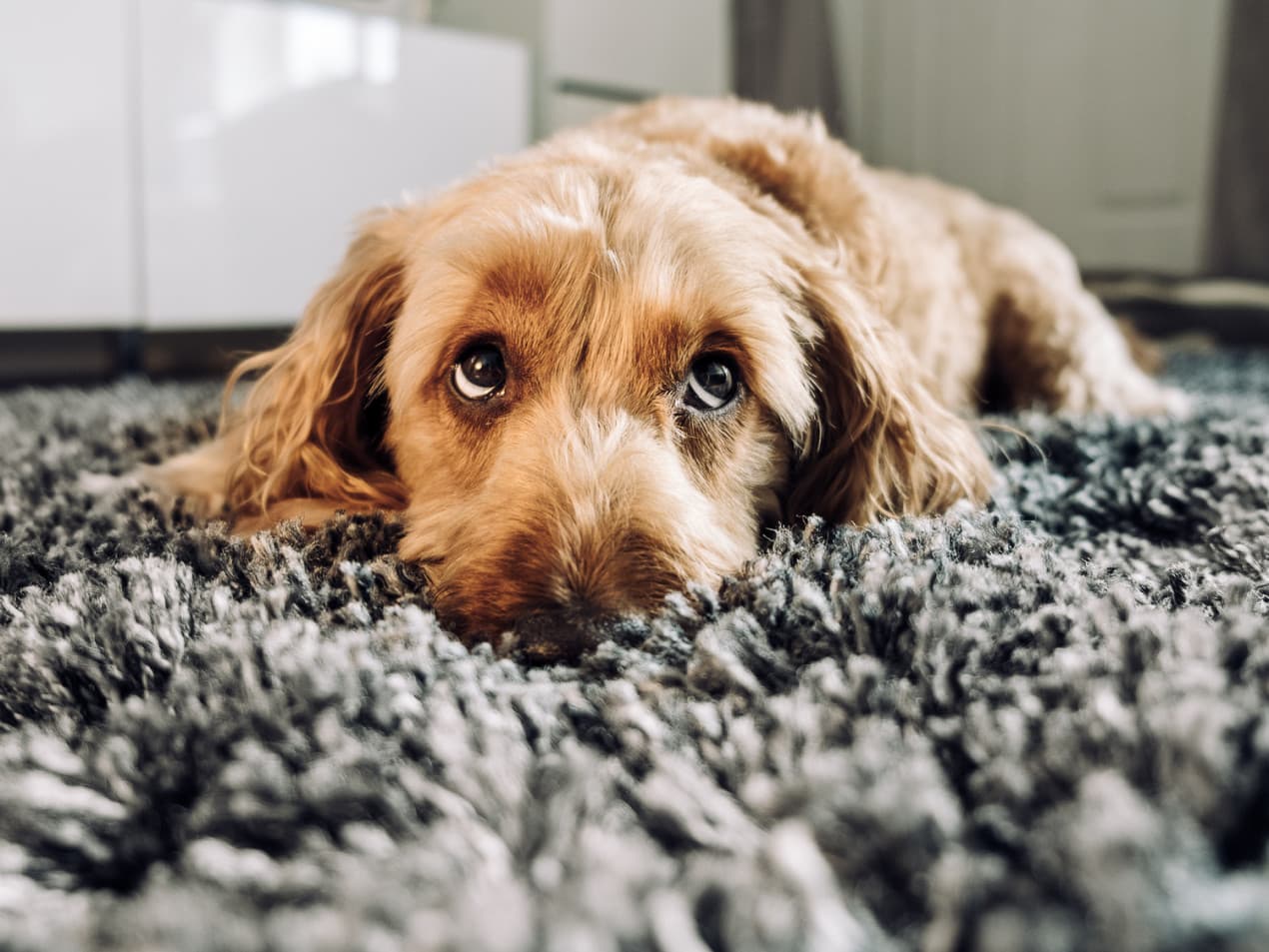Dog advice