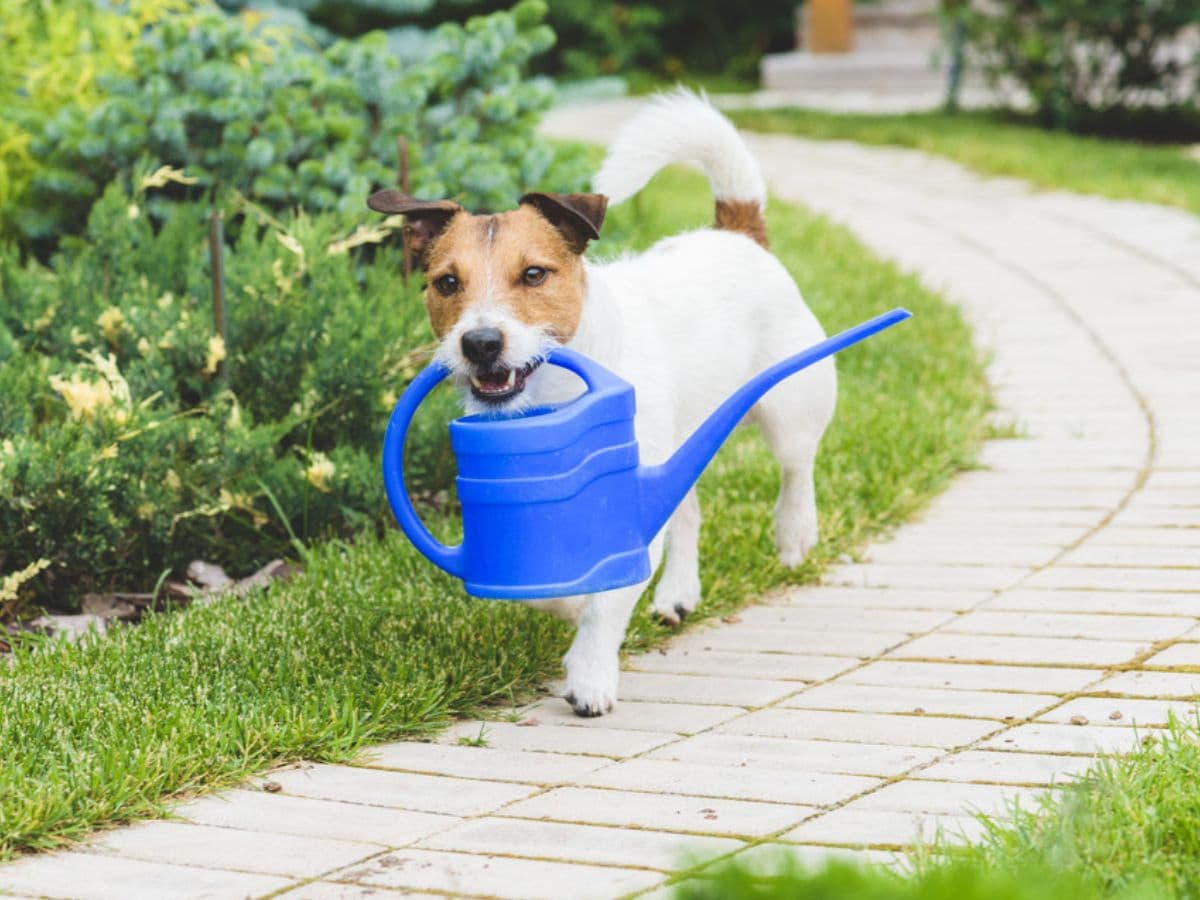 dog-watering-can