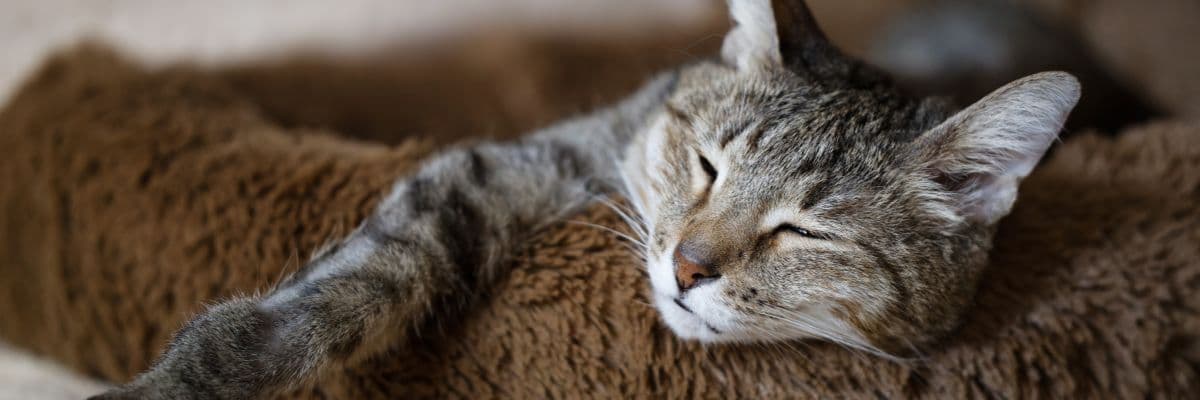 elederly_cat_basket_banner