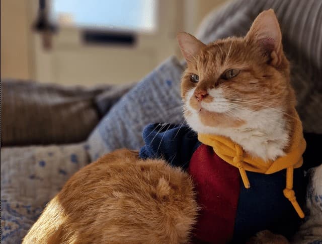 Meet our Pet of the Year 2024 winner, Morgan! – body