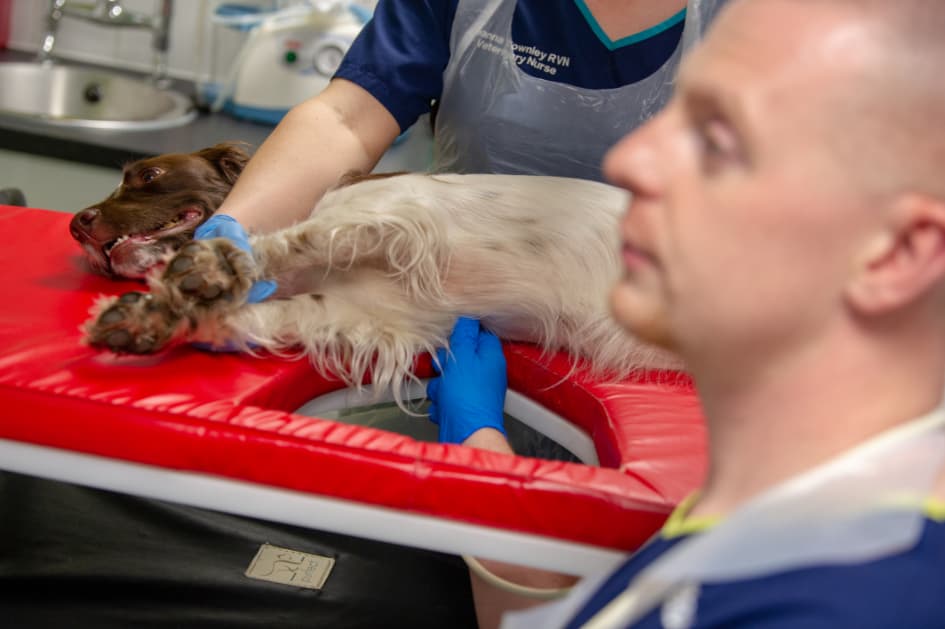 cardiology dog