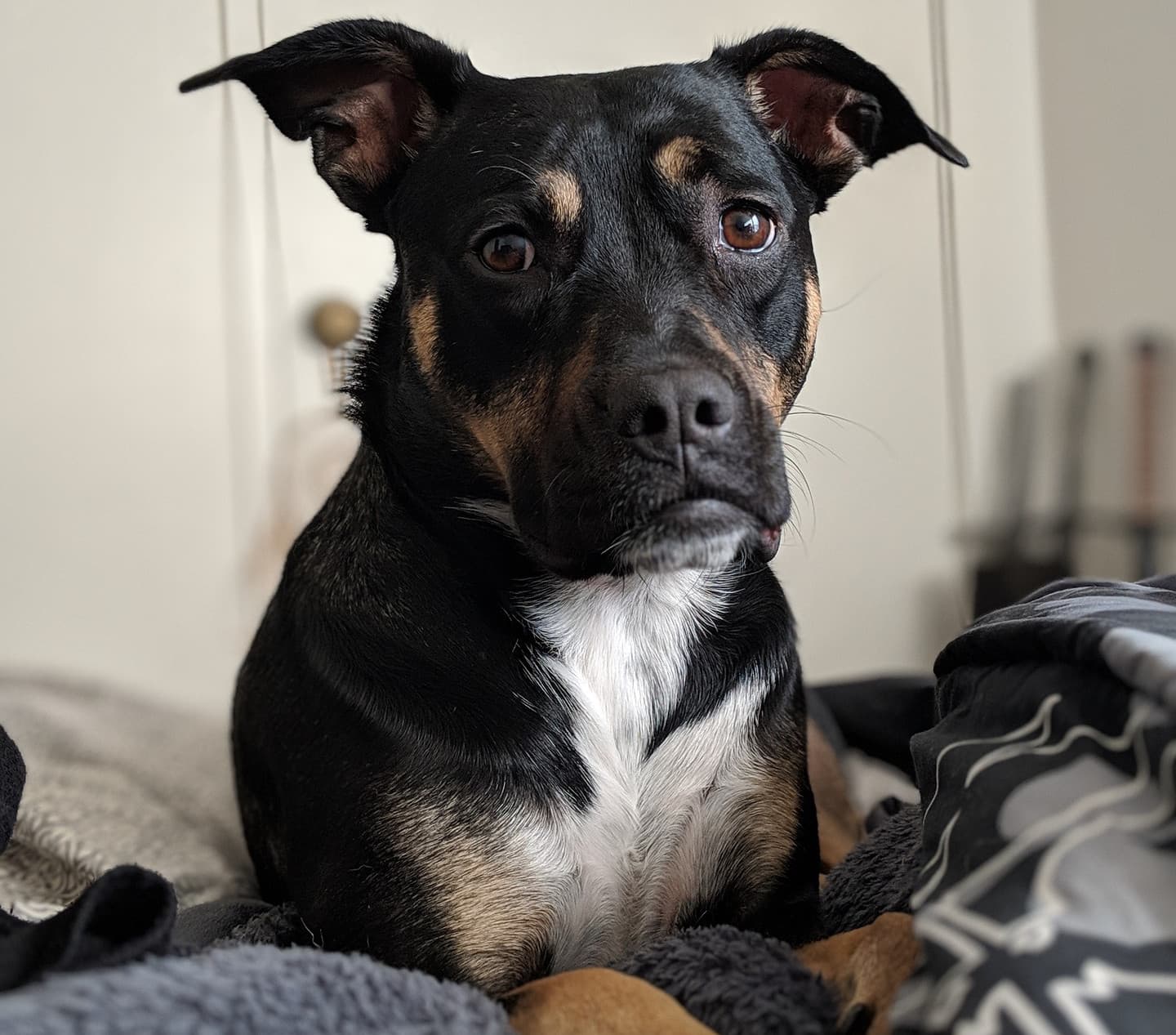 dog-3808906_1920-e1560169642744