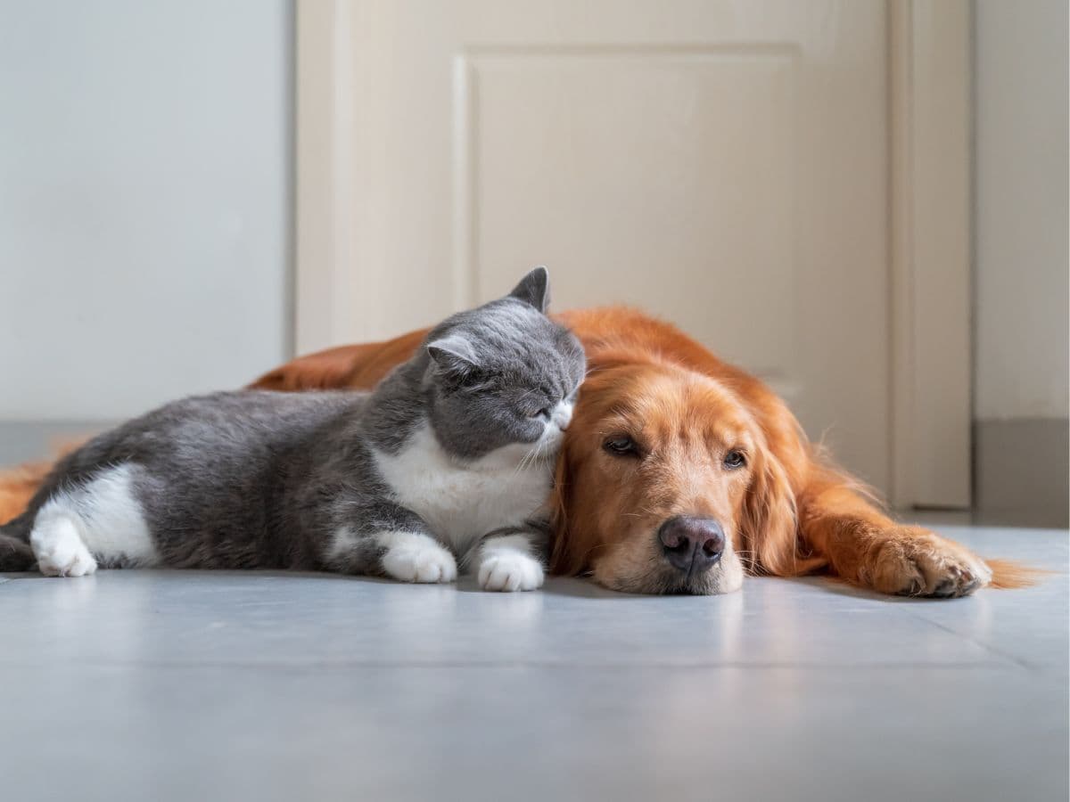 cat-dog-lying