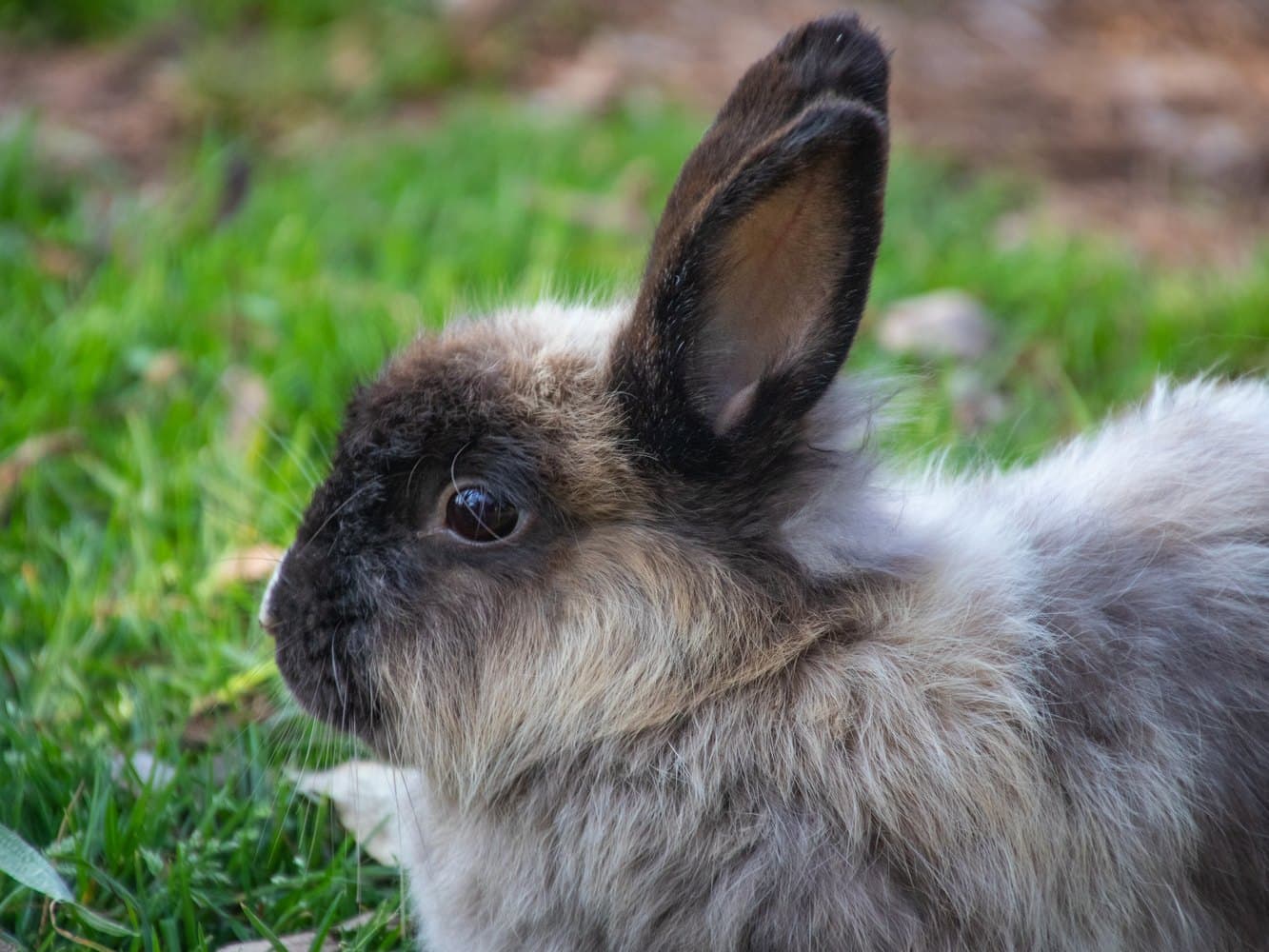 side-view-of-rabbit-in-the-grass
