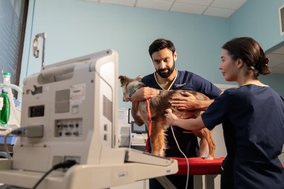 Dog ultrasound