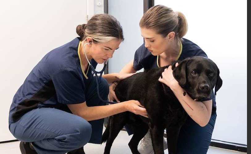 Two veterinarians in navy scrubs examining a black Labrador with a stethoscope during a wellness checkup at a veterinary clinic