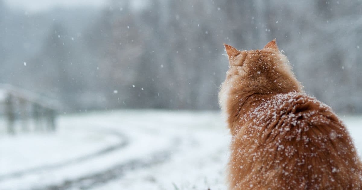 giniger-cat-in-snow