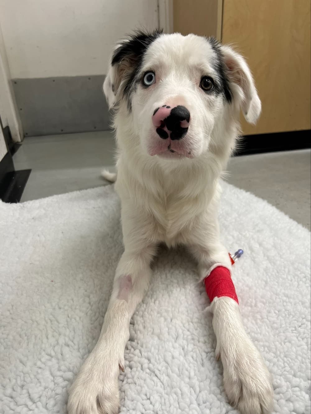 Maverick’s ordeal: Dog ate a chicken skewer and survived – body
