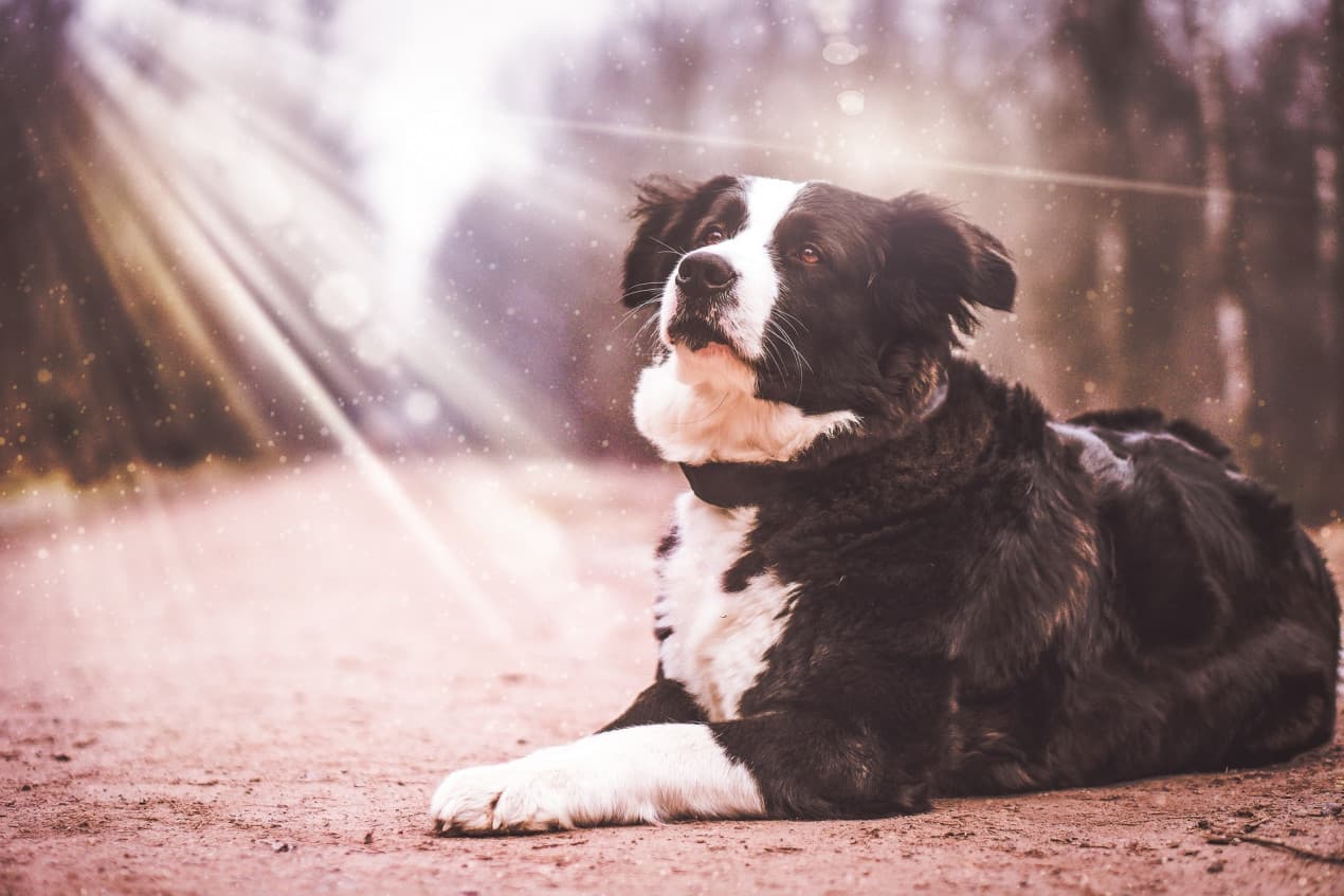dog-2201996_1920-1270x847
