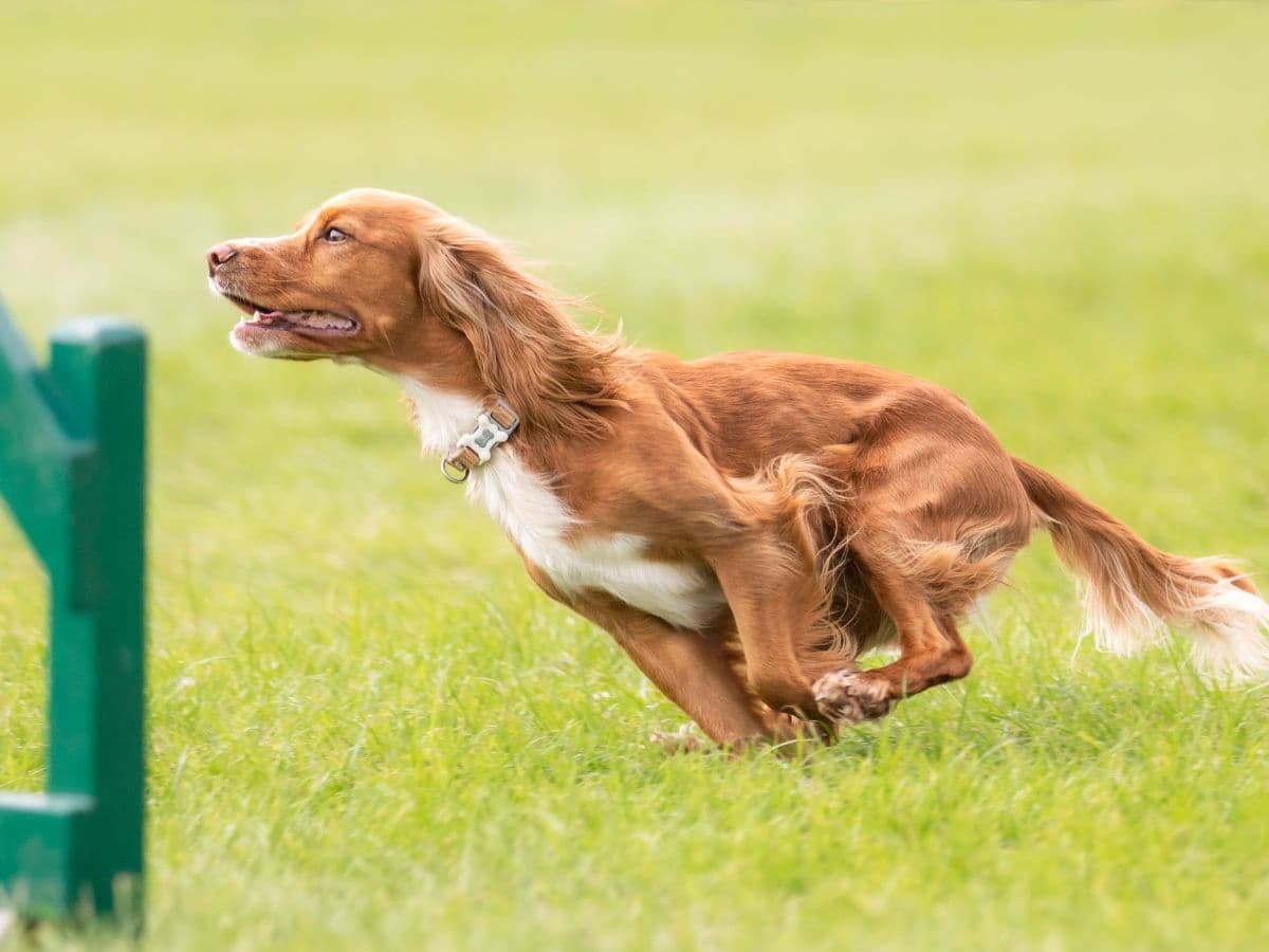 Warning as blue-green algae season begins – hero