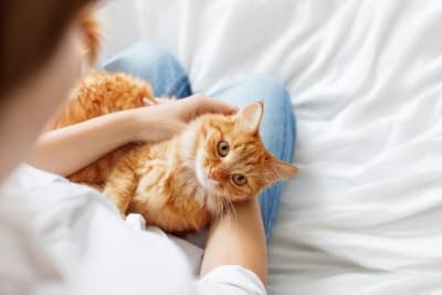 A ginger cat relaxes in a person's arms, looking directly at the camera