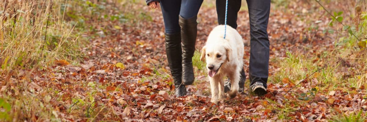 Dog autumn hazards – hero
