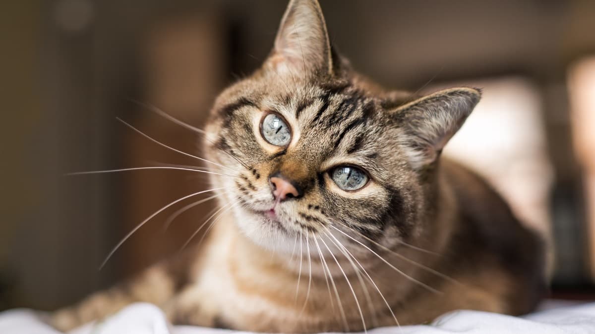 tabby-cat-curious-expression-closeup