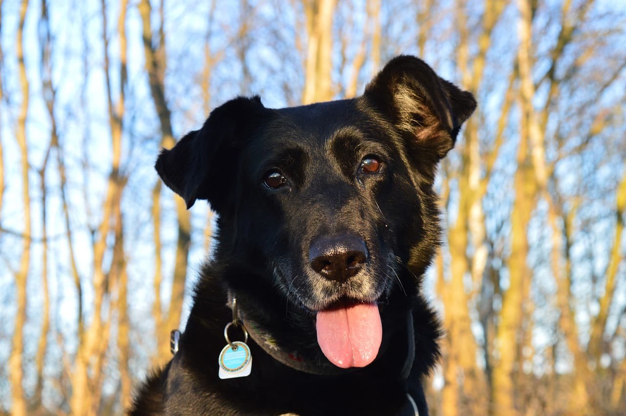 dog-1357759_1280