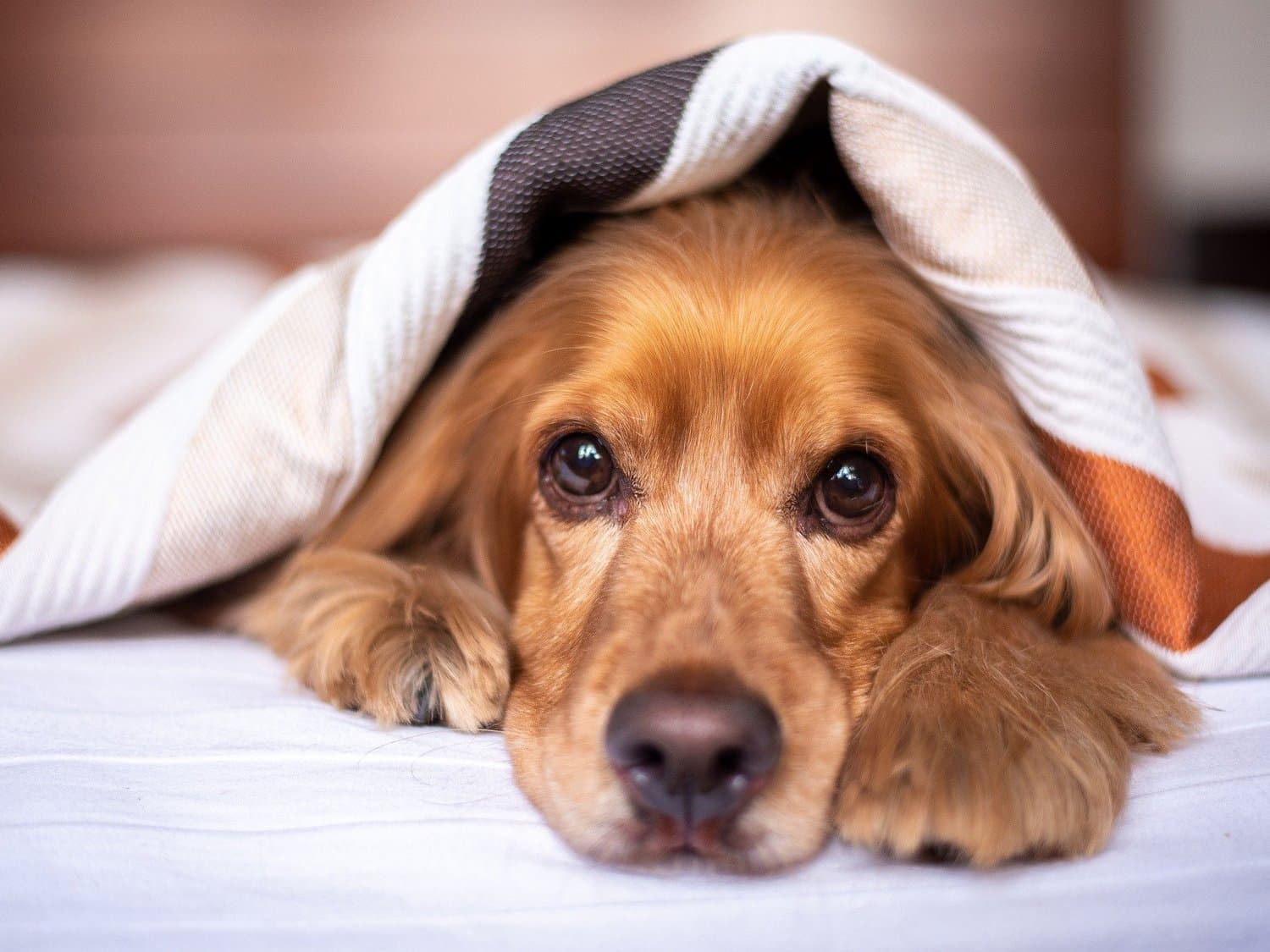 Dog resting after Caesarean section (body image)
