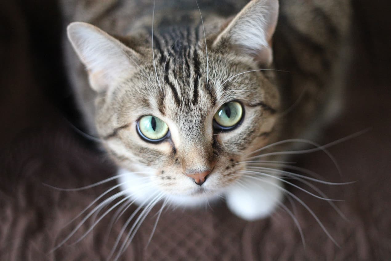 adorable-animal-cat-20787-1270x847