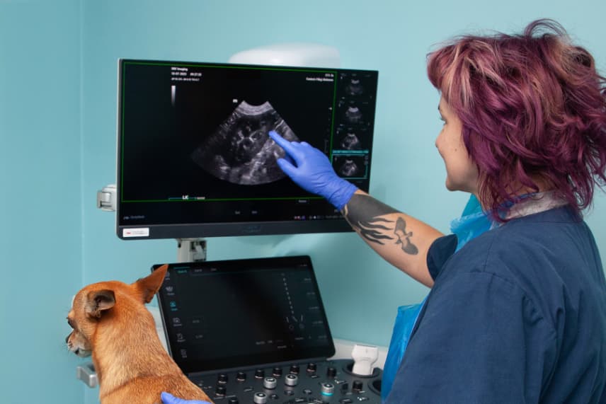 Vet pointing to scan images on a monitor during a dog's examination