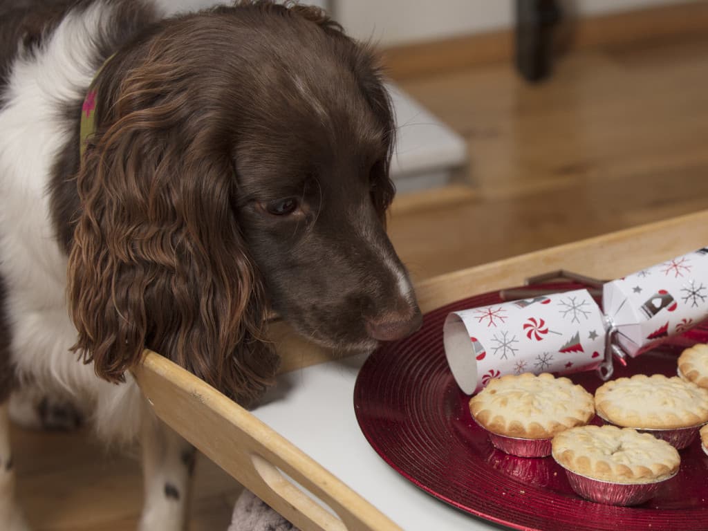 Can dogs eat grapes - dog with mince pies