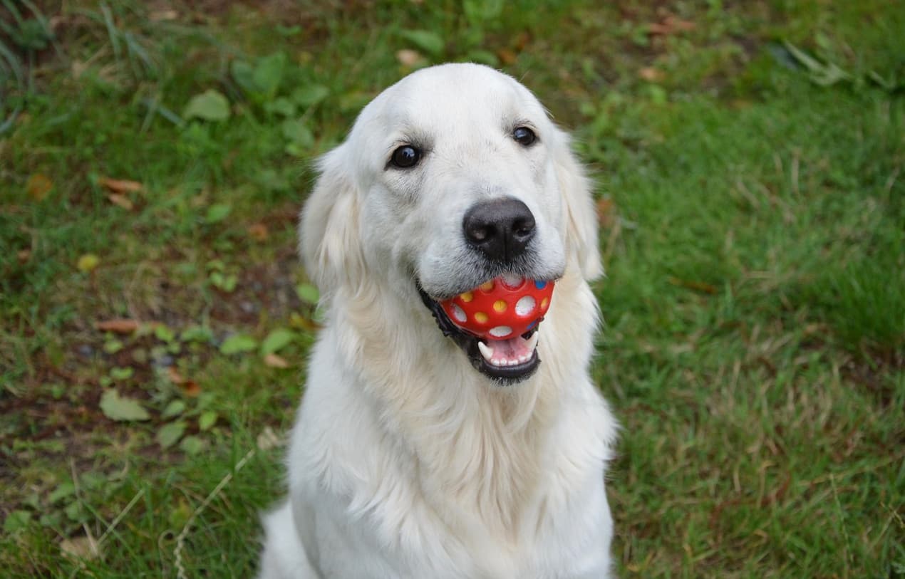 dog-ate-ball-1270x813