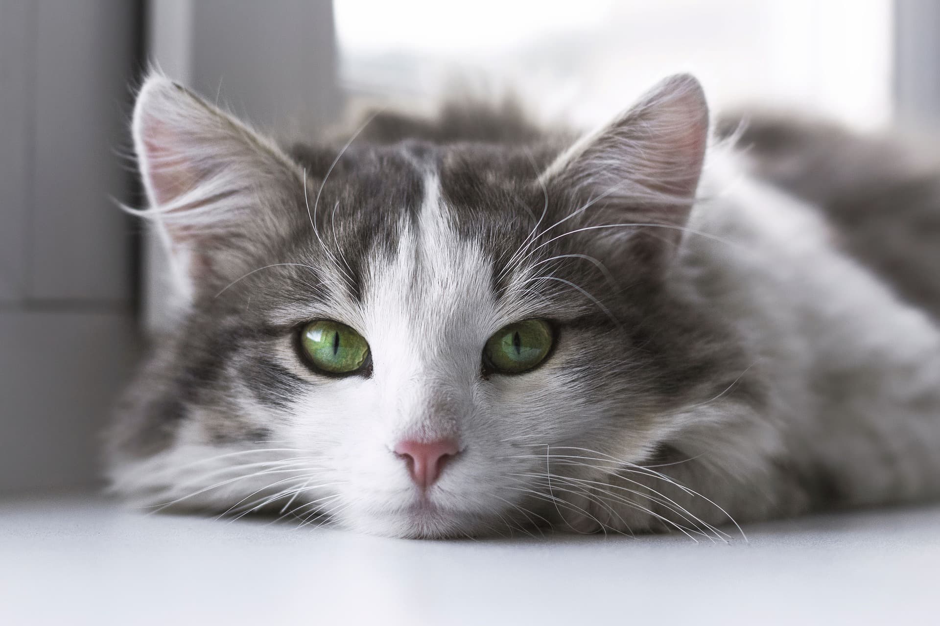 cat-2571971_1920 (2019/06)