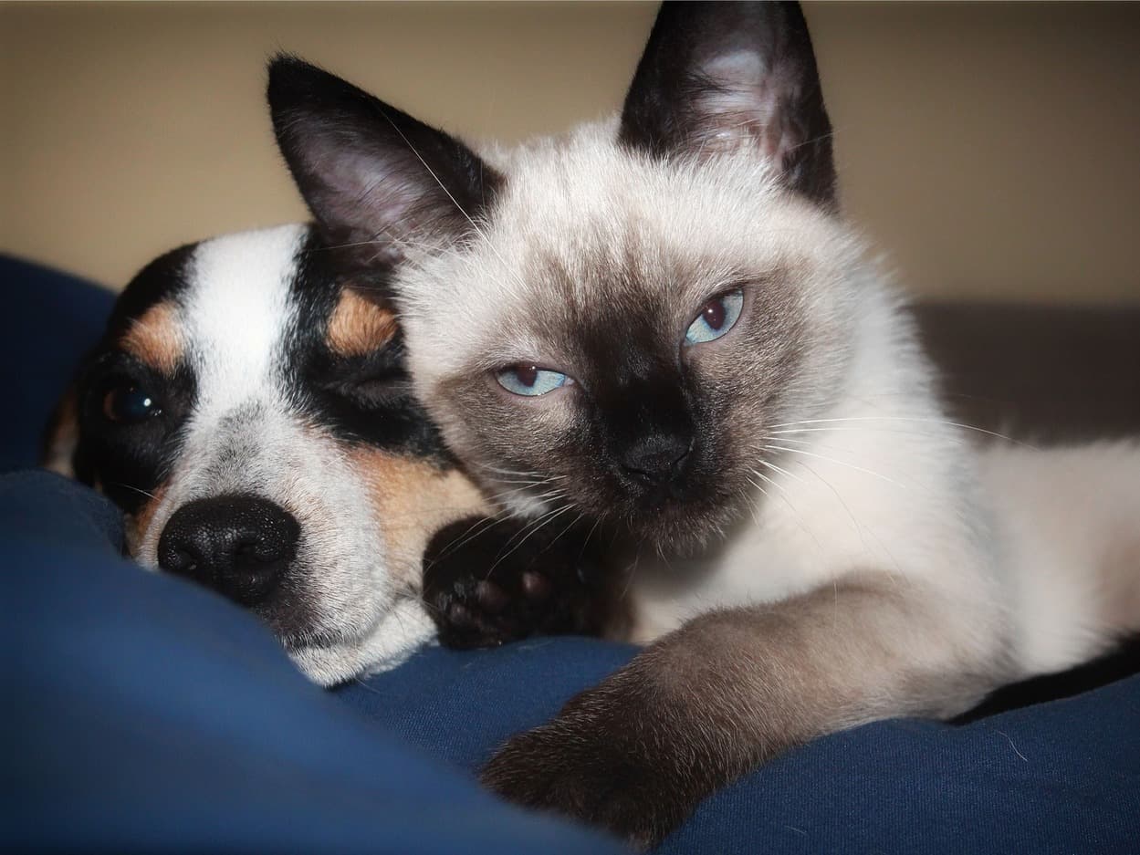 Cat and dog