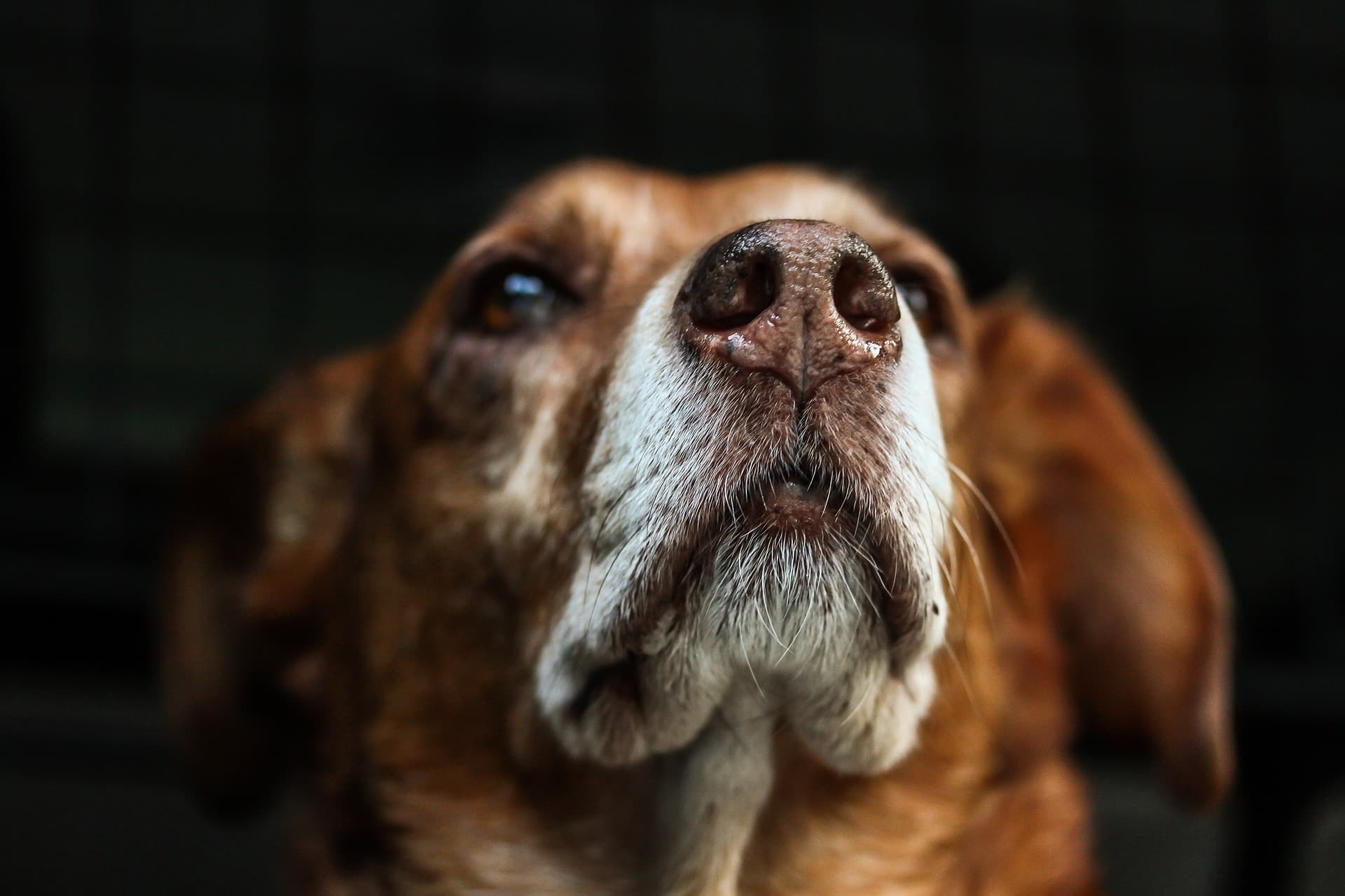 Dog with Cushing's disease