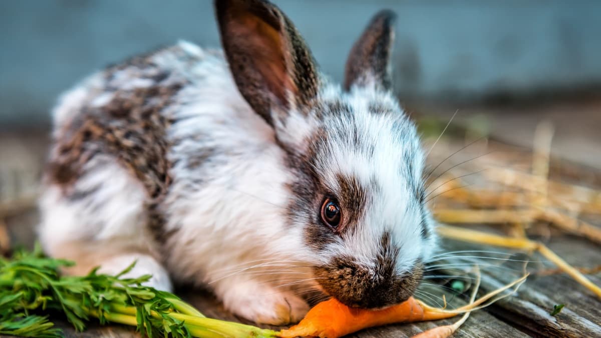 Spotted rabbit nibbling on a fresh carrot