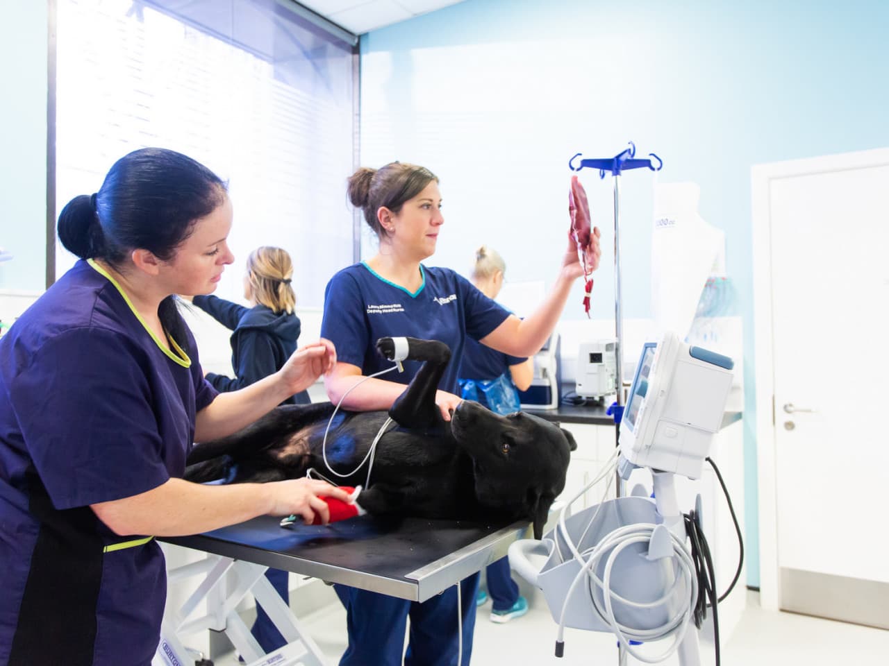 Vets Now emergency and critical care nurse