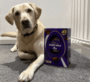 Dog Eats Seven Easter Eggs Highlighting the Dangers of… – body
