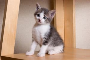 My cat had an electric shock, what should I do - Vets Now