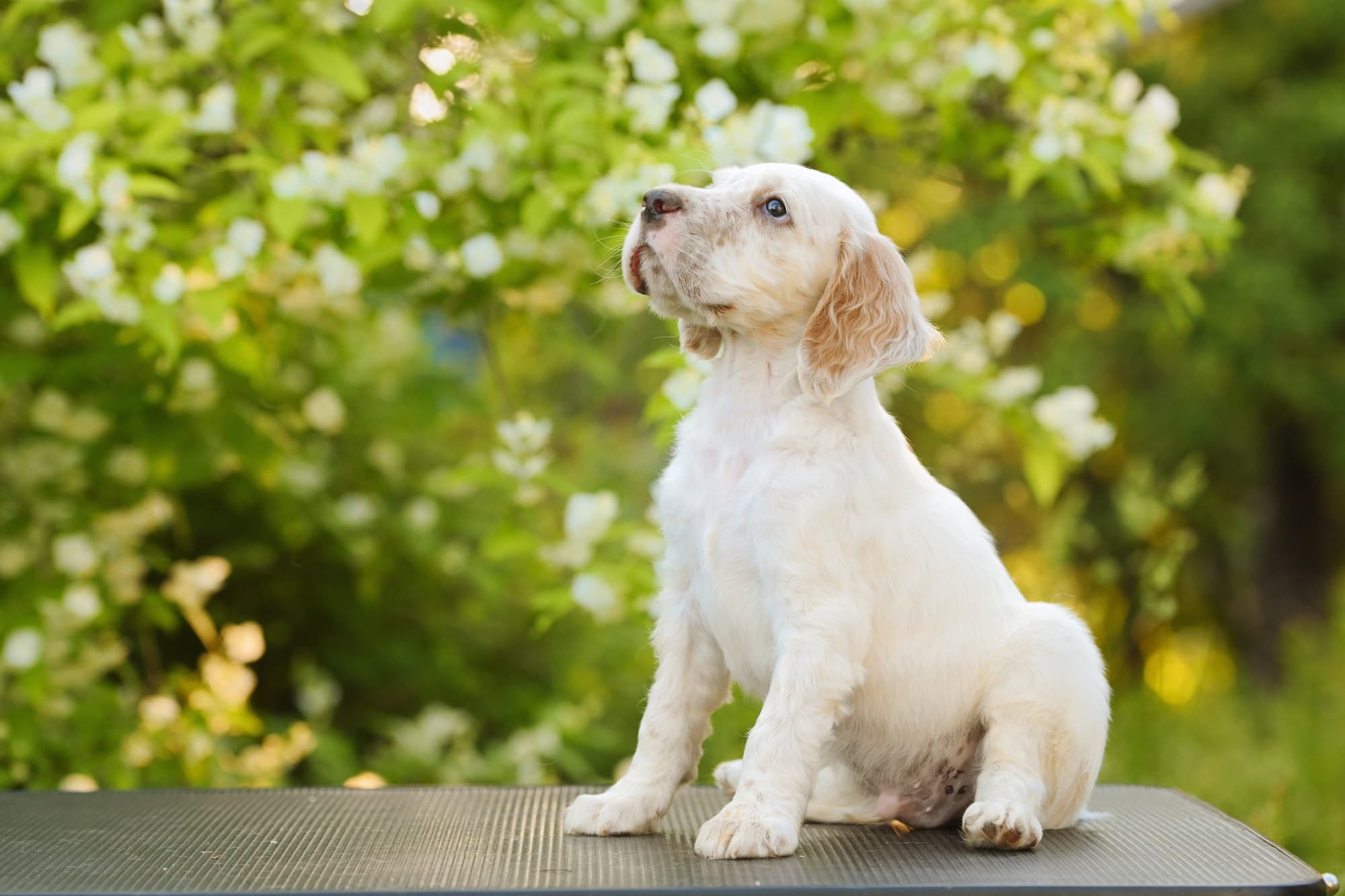 ivermectin-dogs