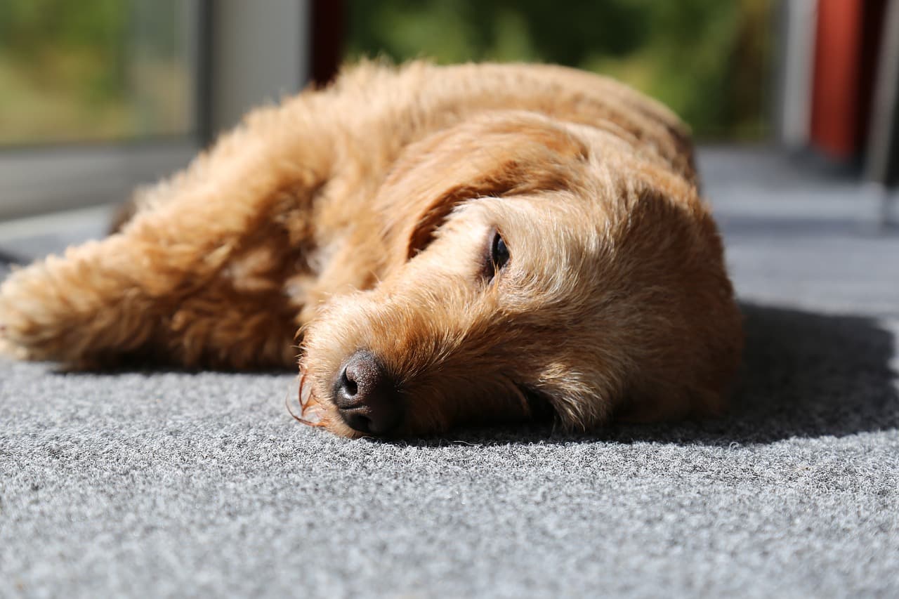 Dog collapsed