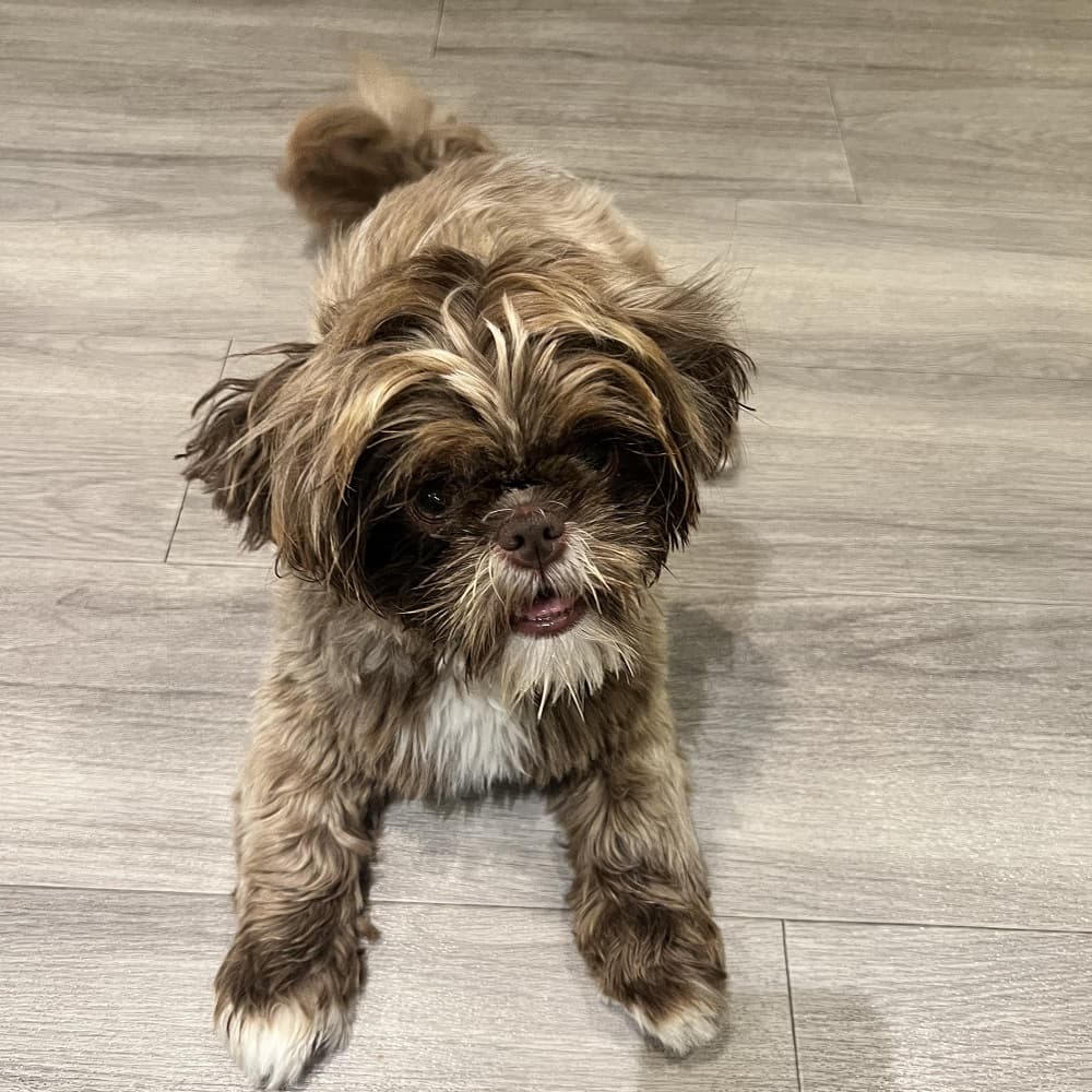 Delayed anaphylaxis in dogs: Maple’s severe sting reaction – hero