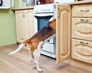 Hazards for pets in the home - Vets Now