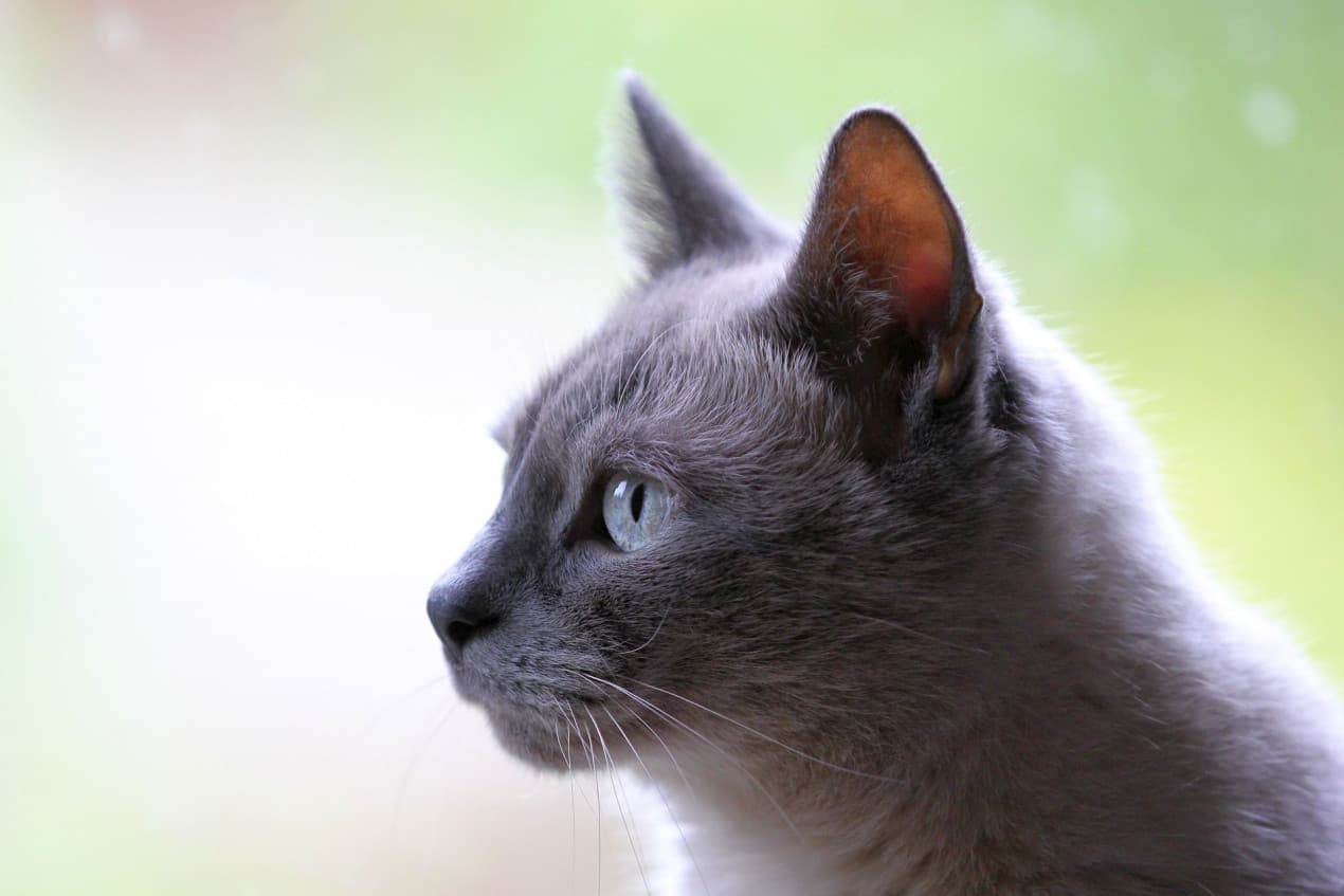 Cat diarrhoea – hero