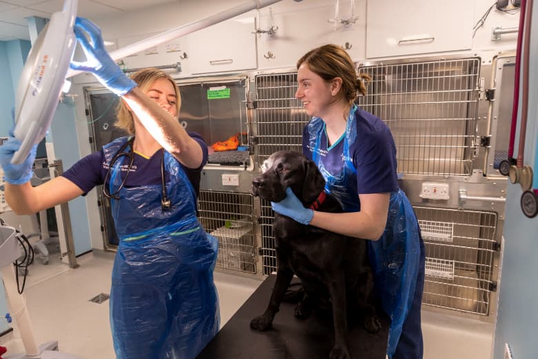 Two veterinary staff caring for a black Labrador on the treatment table in the ward