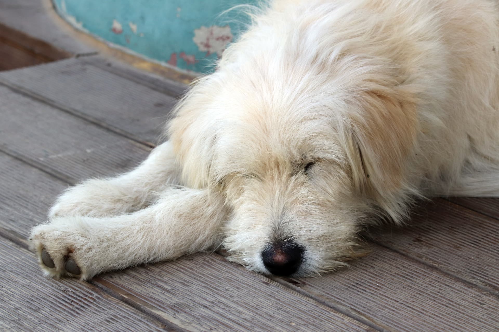colitis-dogs