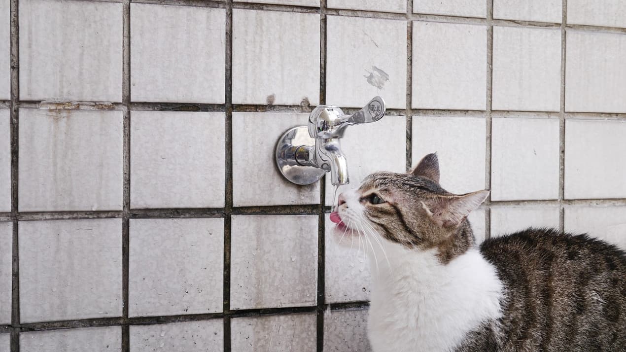 vets-now-cat-drinking-water-dehydration-1270x714