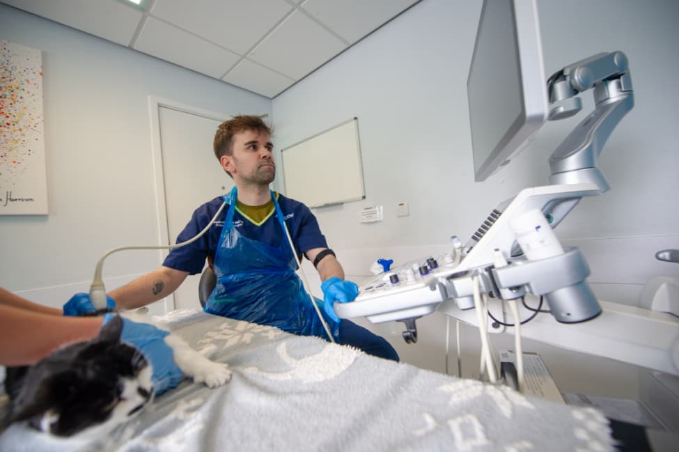 ultrasound scan on a cat