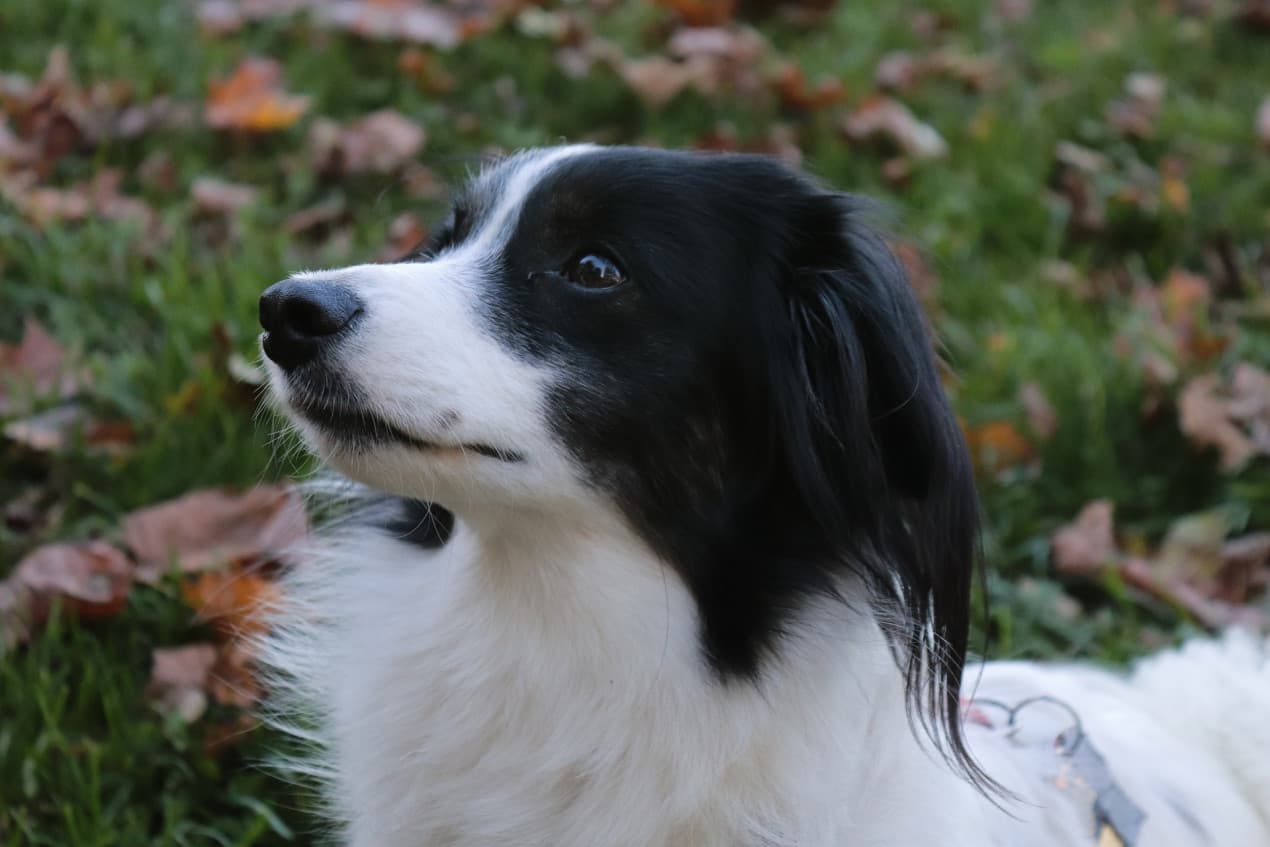 dog-2888550_1920-1270x847