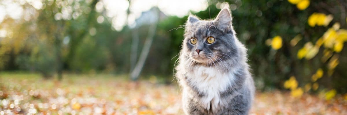 autumn-cat-walk-forest_banner