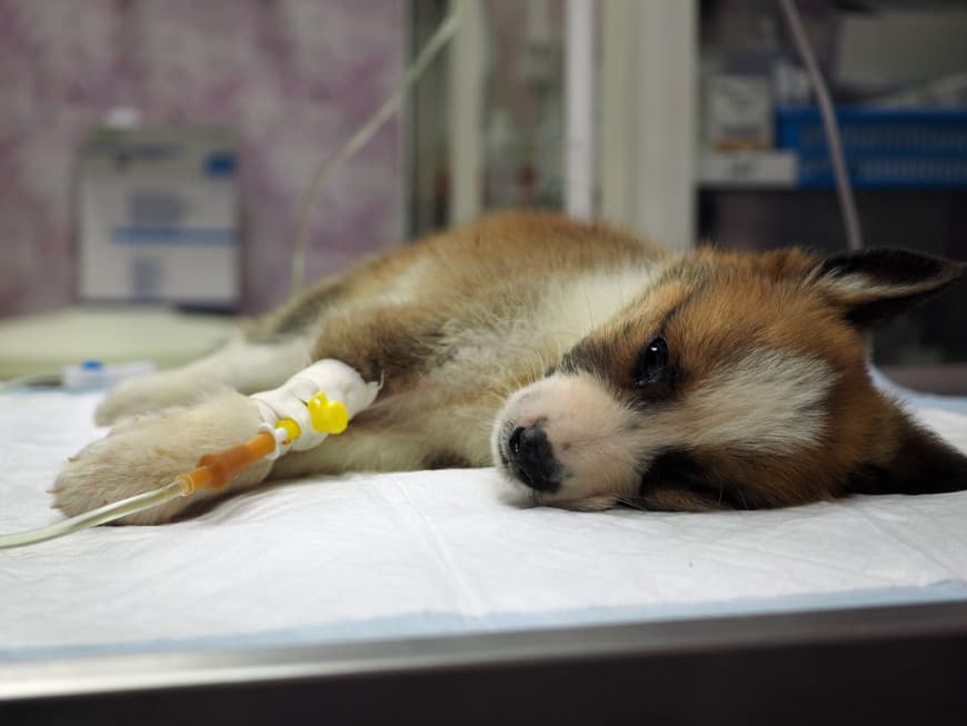 Puppy parvovirus (featured)