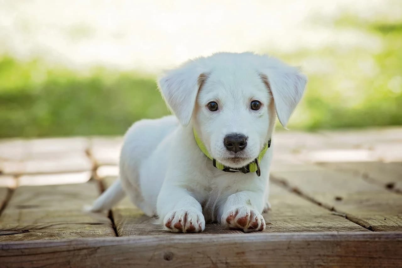 Puppy laying on wooden floor