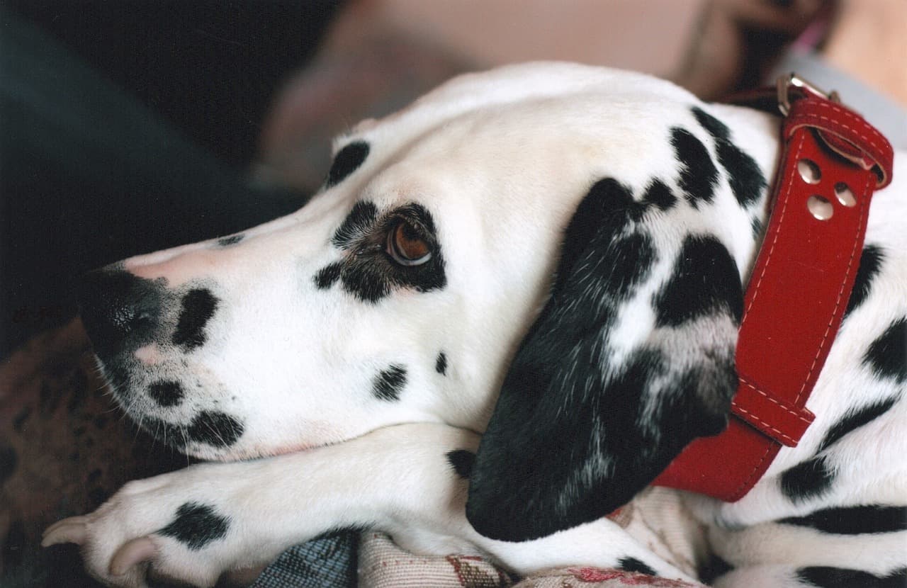 Dalmatian resting its head on its paws