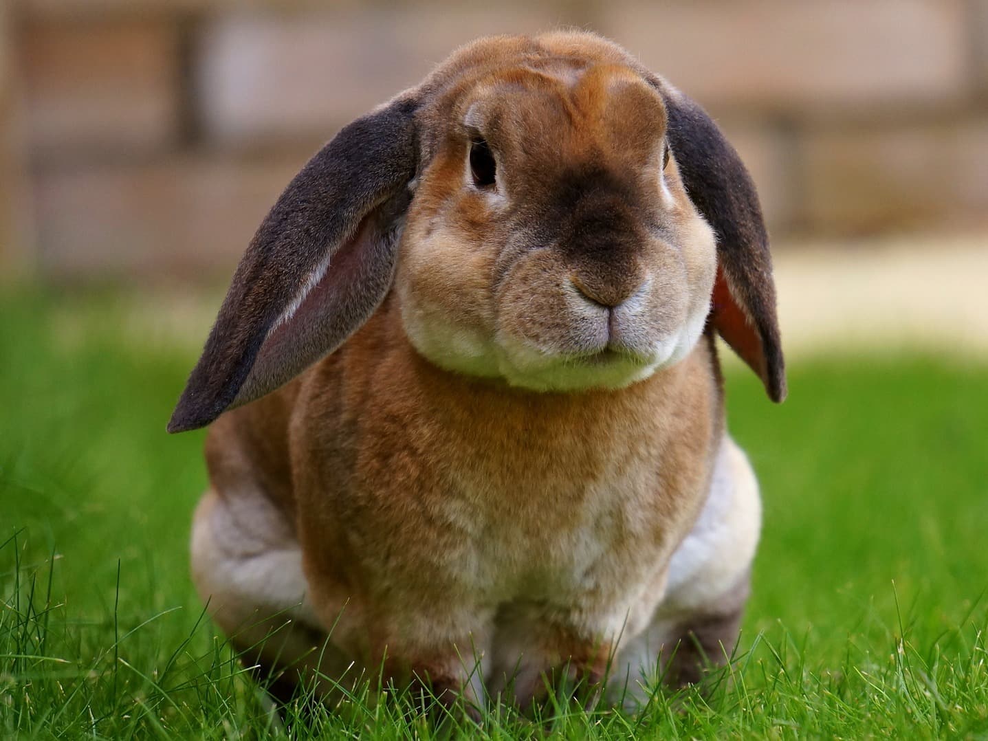 Brown-and-white lop-eared rabbit resting on a dark surface