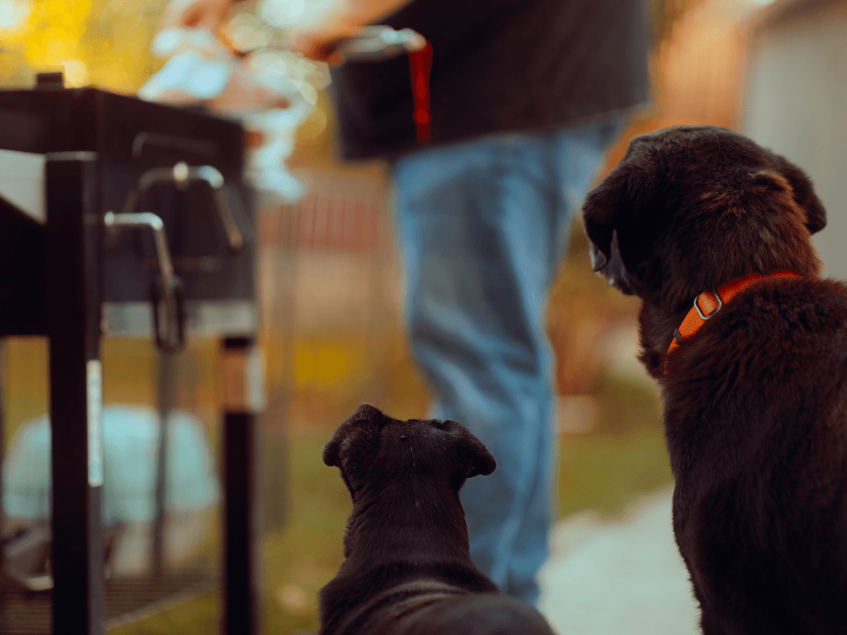 dogs-watching-owner-bbq-