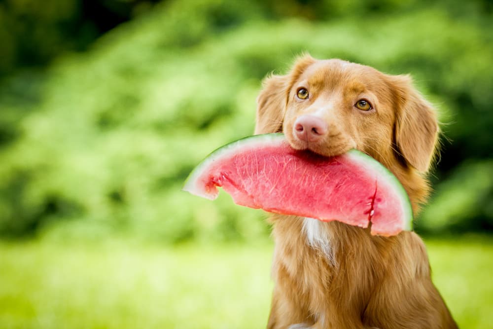 Dog with fruit