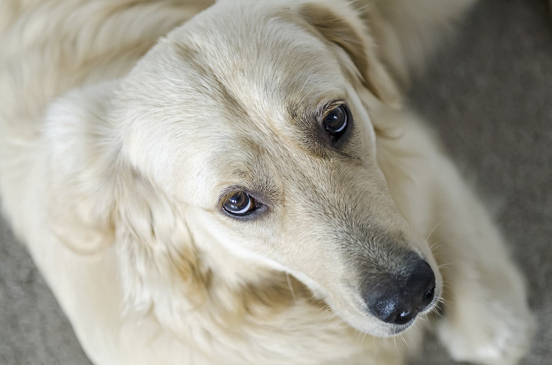 Golden retriever – Cushing's in dogs