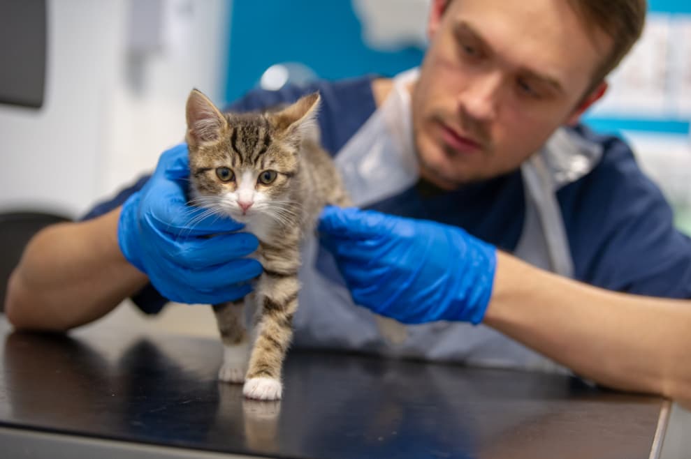 kitten orthopeadic
