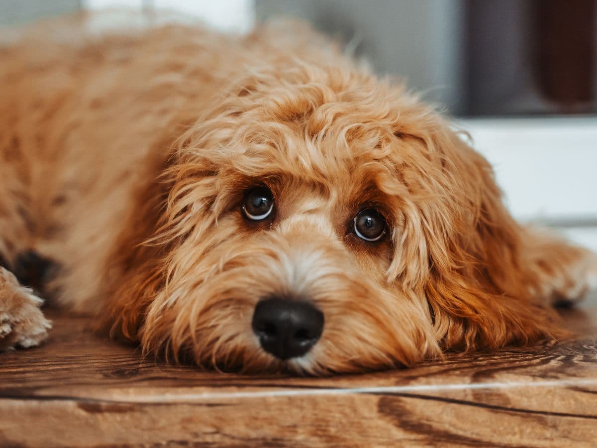 cockapoo-resting-head